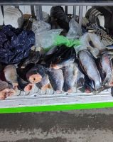 Detectaron 42 truchas arcoíris por encima de la cantidad permitida en la Ruta 237