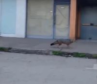 Alerta por la presencia de zorros en el centro: piden extremar los cuidados de los gatos